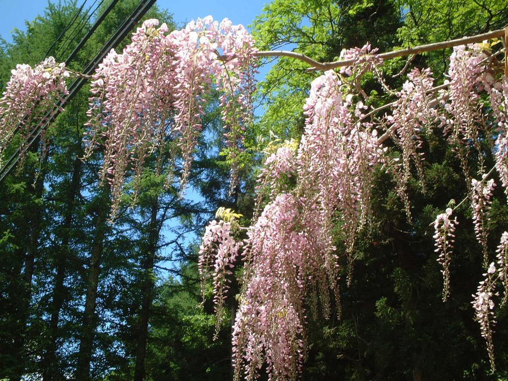 Kyuhonbo Hisayamakan Hotel Nagano Zewnętrze zdjęcie